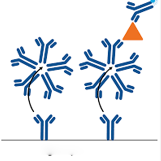 Echovirus Antibody IgG Test